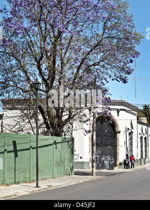 Magnifica struttura Jacaranda proveniente nella superba blu brillante fioritura molla contro il cielo blu e chiaro su angolo di strada Oaxaca Messico Foto Stock