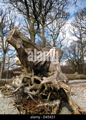Albero morto sistema di root sulla spiaggia dopo erosione Foto Stock