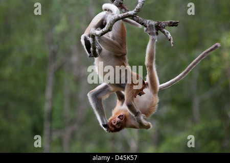 Le scimmie Proboscis maschi selvaggi giocano a combattere, appese a un ramo di albero a Sabah, Borneo, Malesia. Larvatus Nasalis Foto Stock