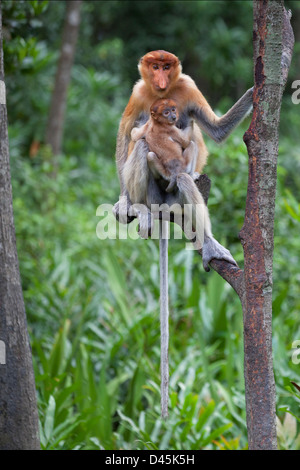 Proboscis la madre della scimmia e il bambino di 6-8 settimane (larvatus del Nasalis) appollaiati nell'albero mentre osservano altre scimmie nel Borneo malese Foto Stock