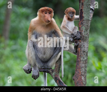 Proboscis madre scimmia e bambino di 6-8 settimane (Nasalis larvatus) arroccato nell'albero mentre si guardano altre scimmie, malese Borneo Foto Stock