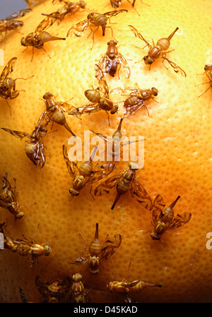 Messicano invasiva mosche di frutta la deposizione delle uova nel pompelmo. La mosca della frutta è una peste seria di agrumi e di mango. Foto Stock