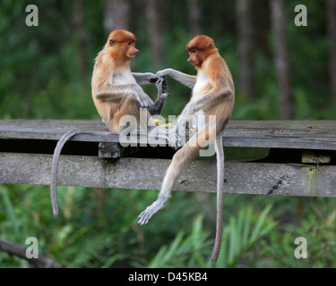 Scimmie Proboscis giovanili (Nasalis larvatus) che tengono mani e piedi sulla piattaforma di alimentazione in rifugio faunistico Foto Stock