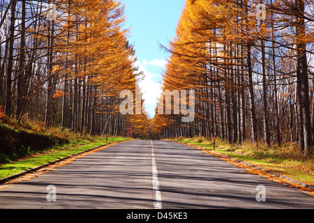 Foglie di giallo di giapponese Larch Avenue, Nagano, Giappone Foto Stock