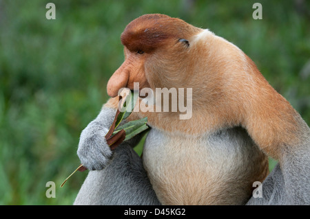 Scimmia Proboscis selvaggia (Nasalis larvatus) dominante maschio mangia foglie di mangrovia nella foresta costiera malese, Sabah, Borneo Foto Stock