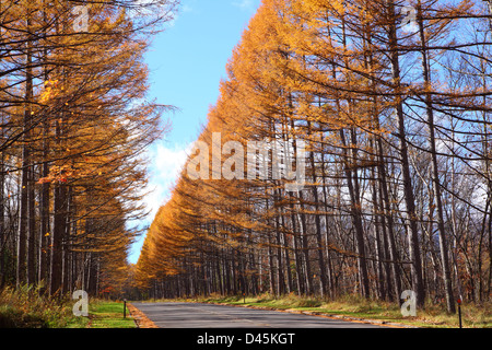 Foglie di giallo di giapponese Larch Avenue, Nagano, Giappone Foto Stock