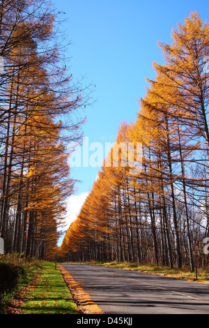 Foglie di giallo di giapponese Larch Avenue, Nagano, Giappone Foto Stock