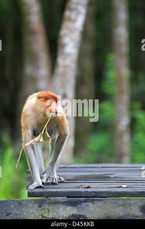 Proboscide femmina di scimmia (Nasalis larvatus) foglia di mangiare alla piattaforma di alimentazione nel Borneo santuario Foto Stock