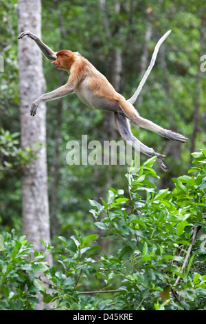 Femmine di scimmia Proboscis che saltano tra gli alberi nella foresta di mangrovie costiere malesi sul Borneo (Nasalis larvatus) Foto Stock