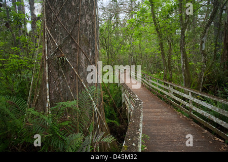 Il BOARDWALK nell'Audubon cavatappi santuario di palude, a sud-ovest della Florida, Stati Uniti d'America Foto Stock