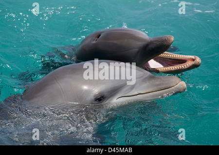 Atlantic Bottlenose Dolphin, Tursiops truncatus, Curacao, Antille olandesi, dei Caraibi. Foto Stock