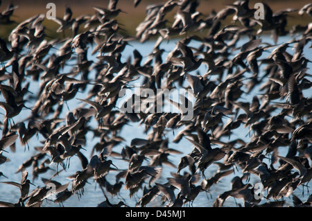 Long-Billed Dowitchers (Limnodromus scolopaceus) decollare in un gregge Foto Stock