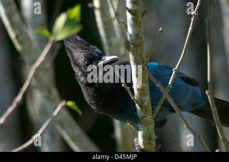 Stellar Jay (Cyanocitta stelleri) appollaiato su un ramo Foto Stock