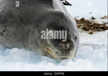 Una guarnizione di tenuta di Leopard su un iceberg nella speranza Bay Antartide Foto Stock