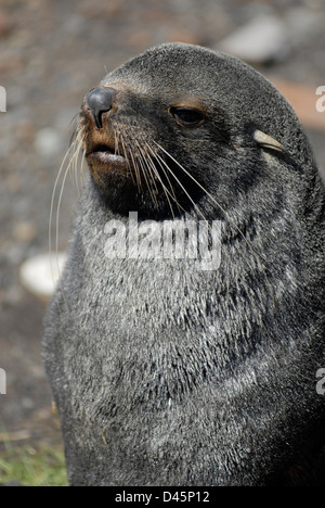 Un colpo alla testa di un giovane Antartico pelliccia sigillo, Arctocephalus gazella, di Grytviken, Georgia del Sud. Foto Stock