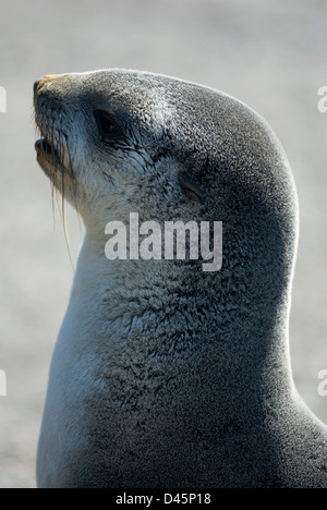 Un colpo alla testa di un giovane Antartico pelliccia sigillo, Arctocephalus gazella, di Grytviken, Georgia del Sud. Foto Stock