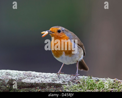 Unione robin appollaiato sul log in snow Foto Stock