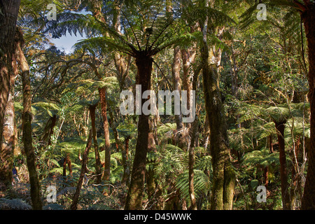 Endemico albero gigante felce, Cyatheaceae, Amboro National Park, Samaipata, Bolivia, Sud America Foto Stock