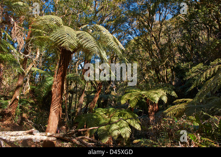 Endemico albero gigante felce, Cyatheaceae, Amboro National Park, Samaipata, Bolivia, Sud America Foto Stock