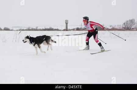 2 marzo 2013 - Russia - Marzo 02,2013. Nella foto: Skijoring a Tula Regione della Russia. Skijoring è uno sport invernale in cui una persona su sci è trainato da un cavallo, un cane o un veicolo a motore. (Credito Immagine: © PhotoXpress/ZUMAPRESS.com) Foto Stock