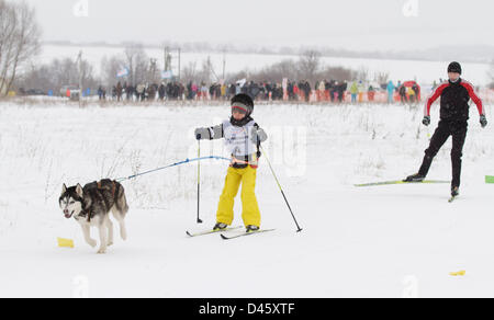 2 marzo 2013 - Russia - Marzo 02,2013. Nella foto: Skijoring a Tula Regione della Russia. Skijoring è uno sport invernale in cui una persona su sci è trainato da un cavallo, un cane o un veicolo a motore. (Credito Immagine: © PhotoXpress/ZUMAPRESS.com) Foto Stock