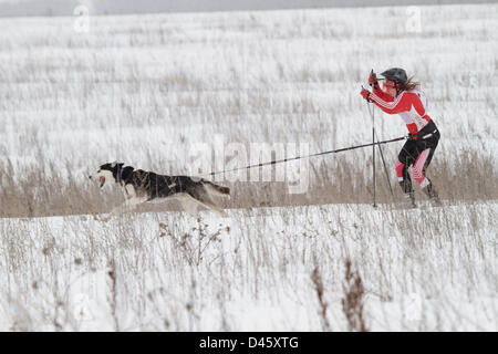 2 marzo 2013 - Russia - Marzo 02,2013. Nella foto: Skijoring a Tula Regione della Russia. Skijoring è uno sport invernale in cui una persona su sci è trainato da un cavallo, un cane o un veicolo a motore. (Credito Immagine: © PhotoXpress/ZUMAPRESS.com) Foto Stock