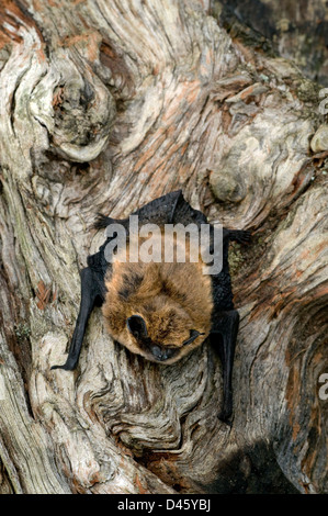 Pipistrelle comune bat,pipistrellus pipistrellus,Cairngorms National Park,highlands,Scozia Scotland Foto Stock