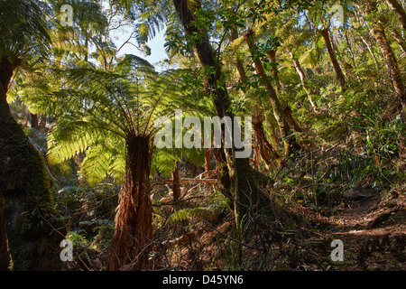 Endemico albero gigante felce, Cyatheaceae, Amboro National Park, Samaipata, Bolivia, Sud America Foto Stock