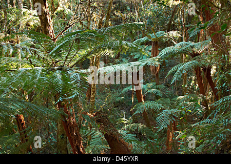 Endemico albero gigante felce, Cyatheaceae, Amboro National Park, Samaipata, Bolivia, Sud America Foto Stock