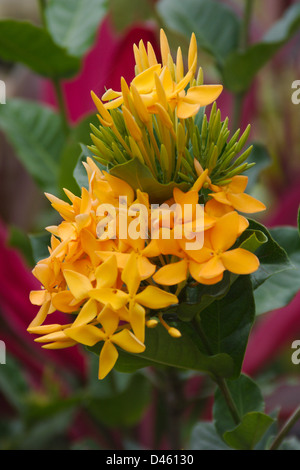 Giallo Saraca Ashoka Thaipingensis Foto Stock