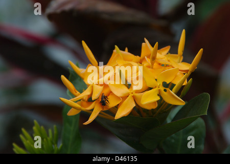 Ashoka Saraca Thaipingensis Foto Stock