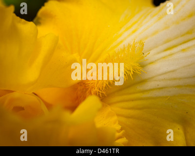 Blooming iris alla fine del ciclo di fioritura. Foto Stock