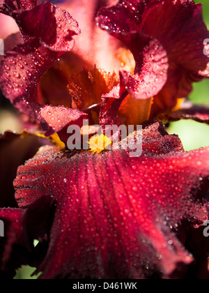 Blooming iris alla fine del ciclo di fioritura. Foto Stock