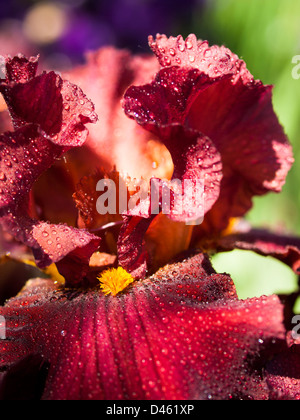 Blooming iris alla fine del ciclo di fioritura. Foto Stock