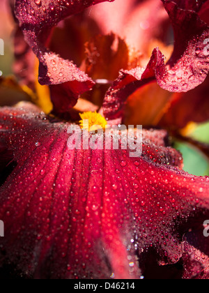 Blooming iris alla fine del ciclo di fioritura. Foto Stock