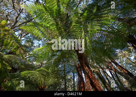 Endemico albero gigante felce, Cyatheaceae, Amboro National Park, Samaipata, Bolivia, Sud America Foto Stock