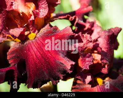 Blooming iris alla fine del ciclo di fioritura. Foto Stock
