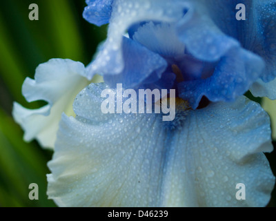 Blooming iris alla fine del ciclo di fioritura. Foto Stock
