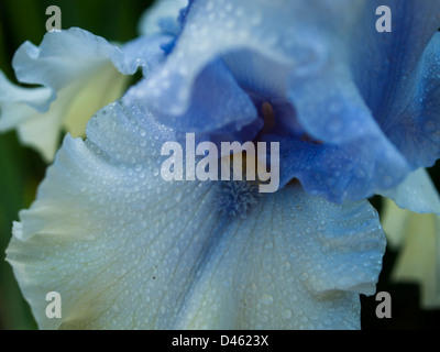 Blooming iris alla fine del ciclo di fioritura. Foto Stock