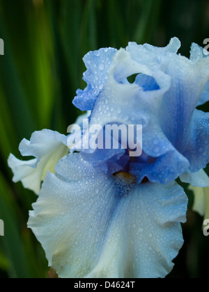 Blooming iris alla fine del ciclo di fioritura. Foto Stock