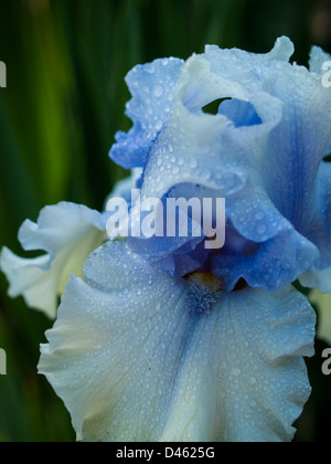 Blooming iris alla fine del ciclo di fioritura. Foto Stock