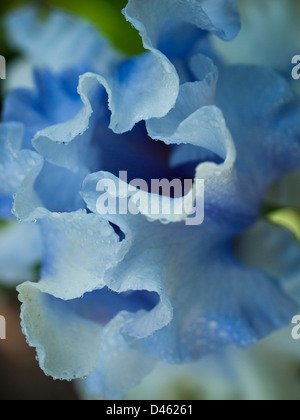 Blooming iris alla fine del ciclo di fioritura. Foto Stock