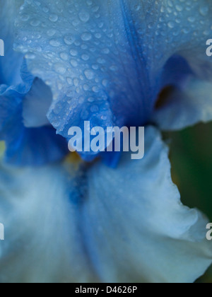 Blooming iris alla fine del ciclo di fioritura. Foto Stock