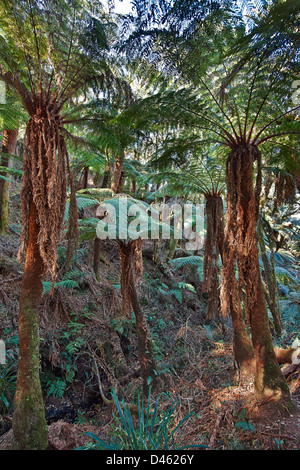 Endemico albero gigante felce, Cyatheaceae, Amboro National Park, Samaipata, Bolivia, Sud America Foto Stock