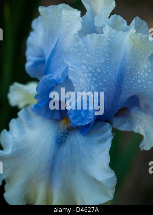 Blooming iris alla fine del ciclo di fioritura. Foto Stock