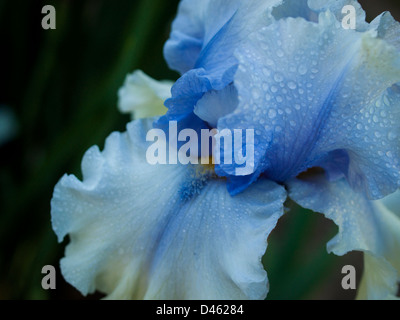 Blooming iris alla fine del ciclo di fioritura. Foto Stock