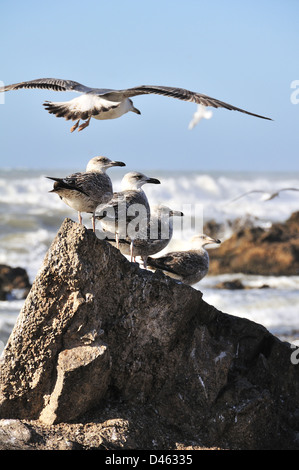 Fila di quattro giovani gabbiani in piedi su una roccia con un altro flying overhead in Atlantic città costiera di Essaouira, Marocco Foto Stock