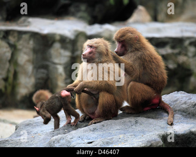 Hamadryas babbuino, papio hamadryas, Singapore Zoo, Foto Stock