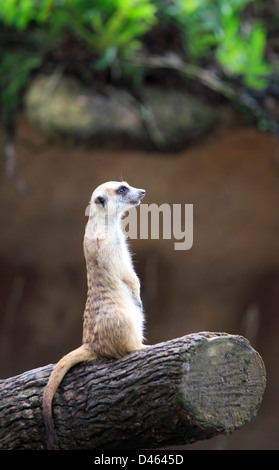 Meerkat, suricata suricatta, Singapore Zoo, Foto Stock