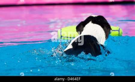 2012 Estate Teva Mountain Games a Vail, Colorado. Il cane si abbassa lungo la pista del molo, salendo dalla fine mentre il suo maestro lancia il giocattolo preferito del cane di fronte. Vince il canino con la distanza misurata più lunga. Foto Stock